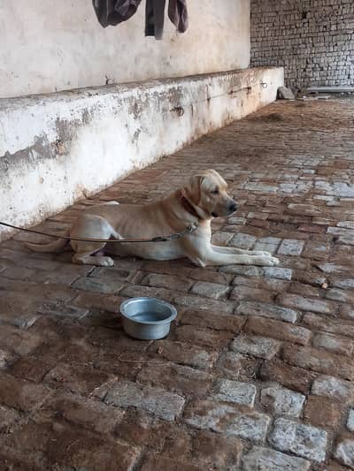 American labrador male