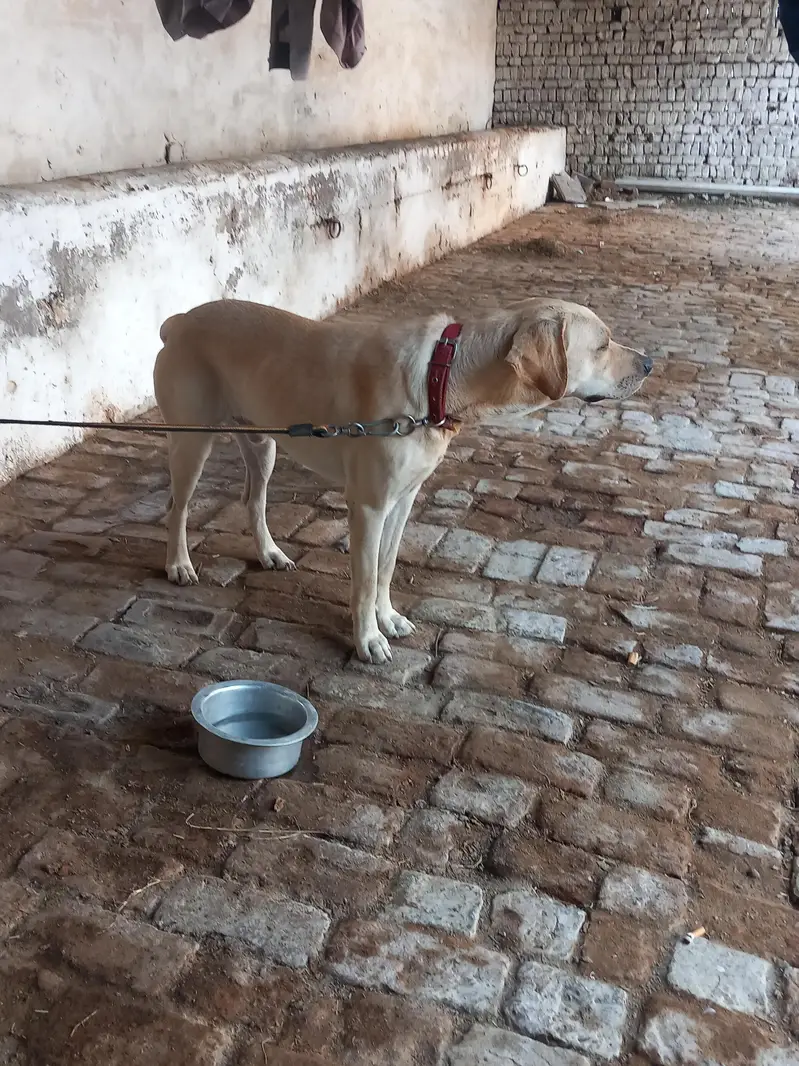 American labrador male — photo 2