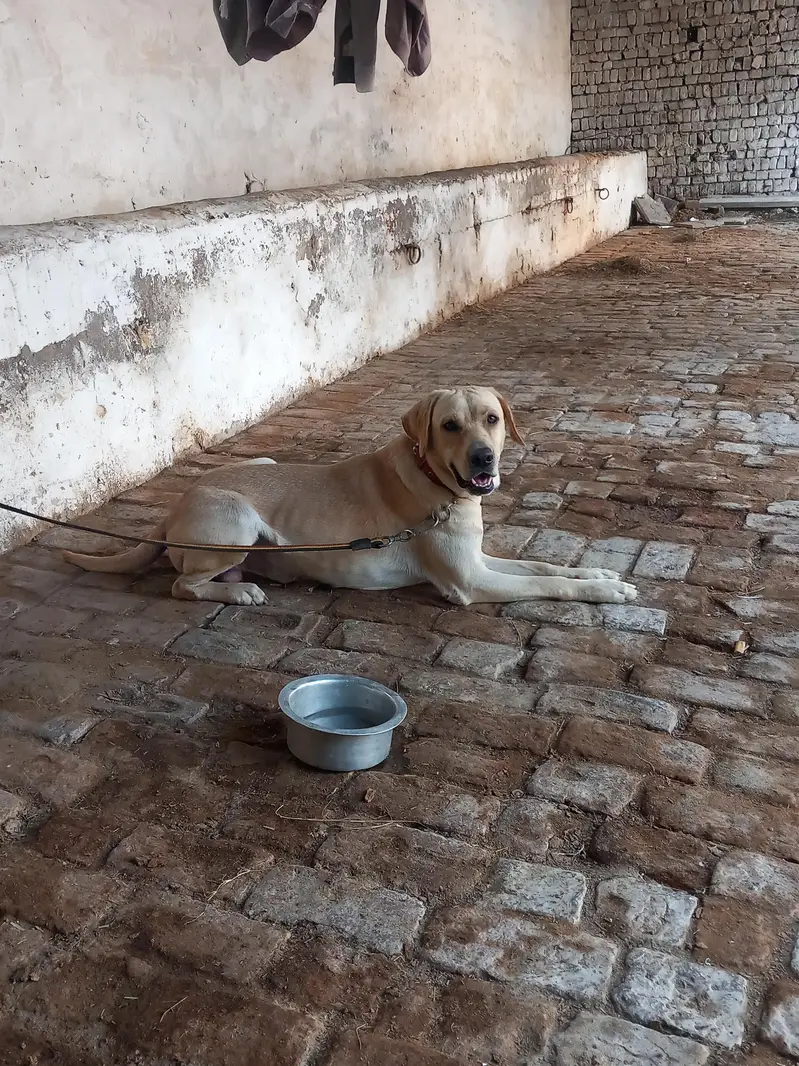 American labrador male — photo 3