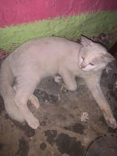 pursian cat 