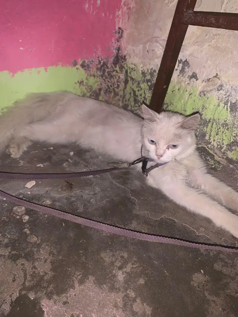 pursian cat  — photo 2