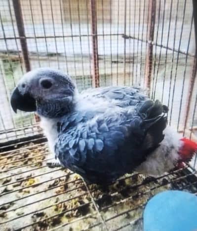 African grey parrot chicks for sale (03120454618)