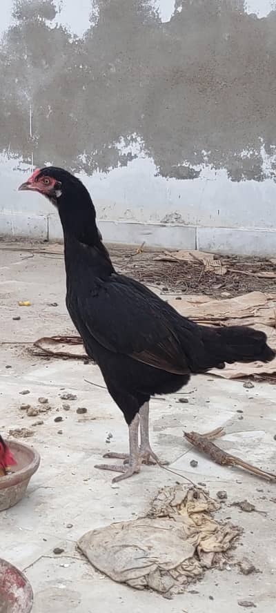 pure Sindhi aseel murgi