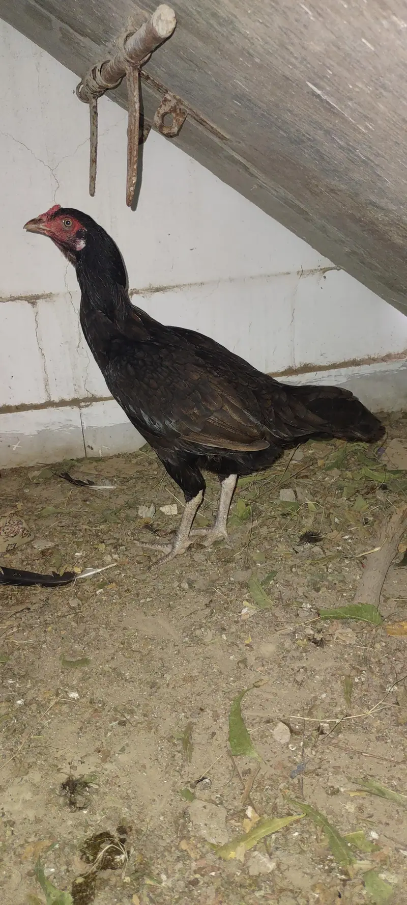 pure Sindhi aseel murgi — photo 2