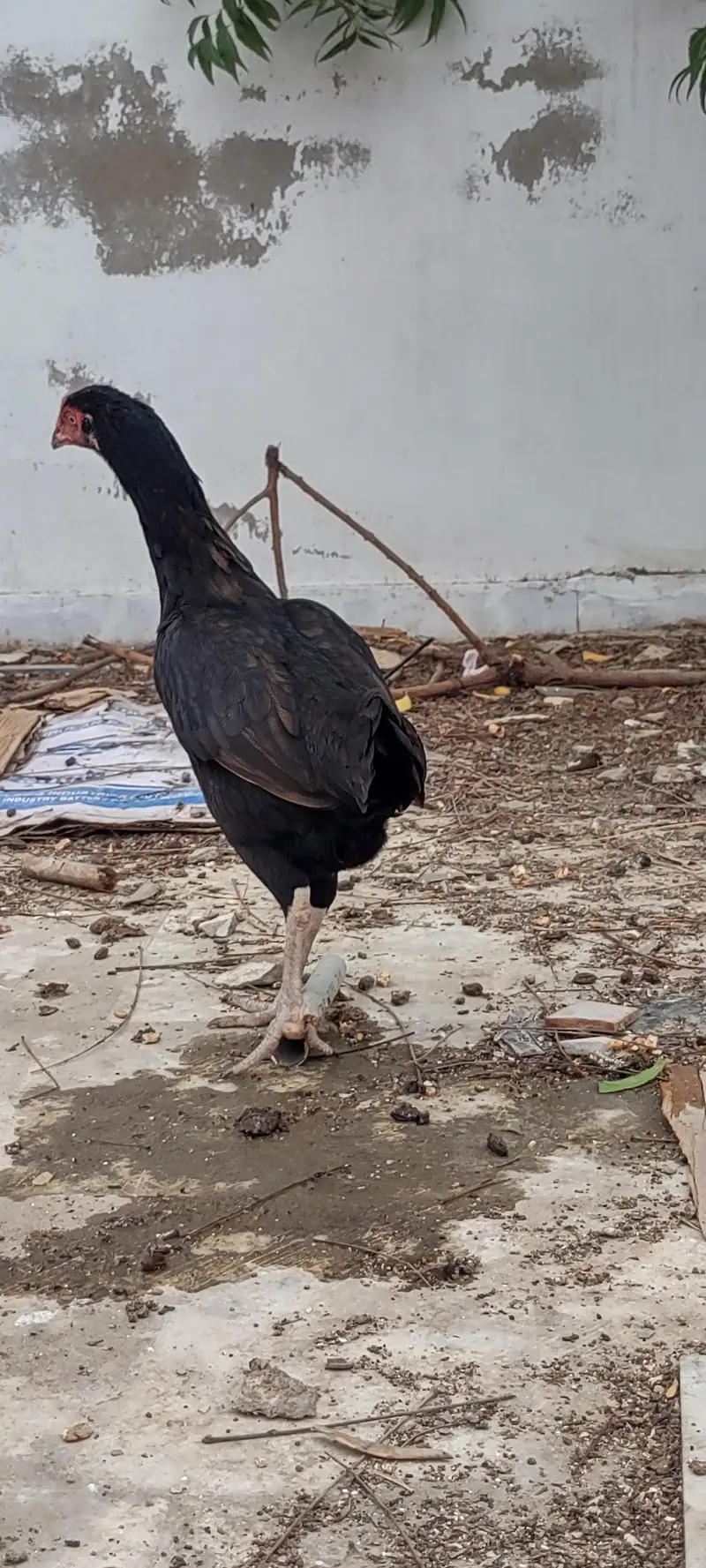 pure Sindhi aseel murgi — photo 5
