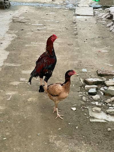 mashaallah nayab birds