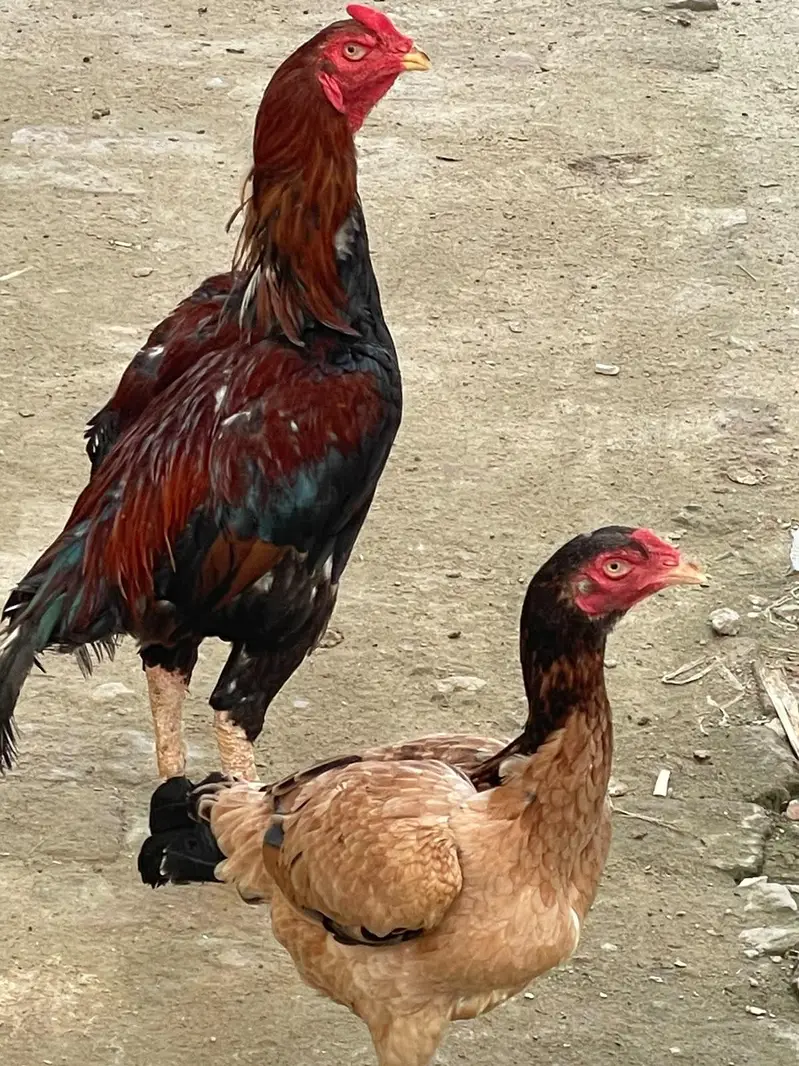 mashaallah nayab birds — photo 2