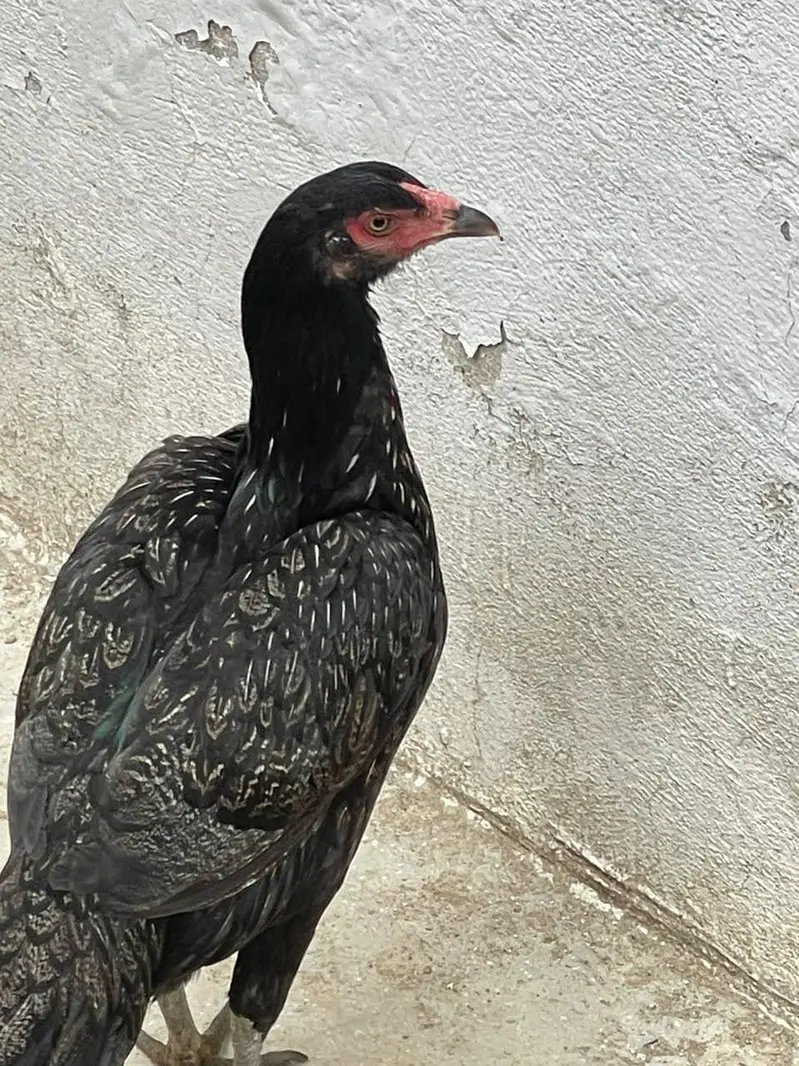 mashaallah nayab birds — photo 3