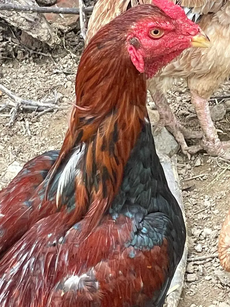 mashaallah nayab birds — photo 4