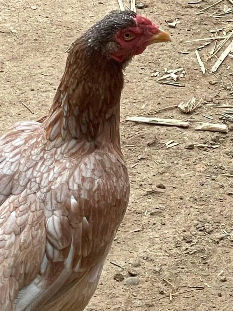 mashaallah nayab birds — photo 5