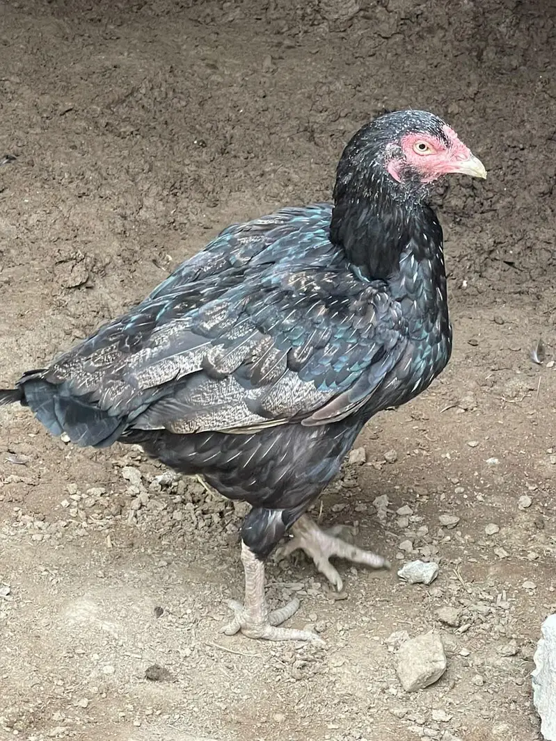 mashaallah nayab birds — photo 6