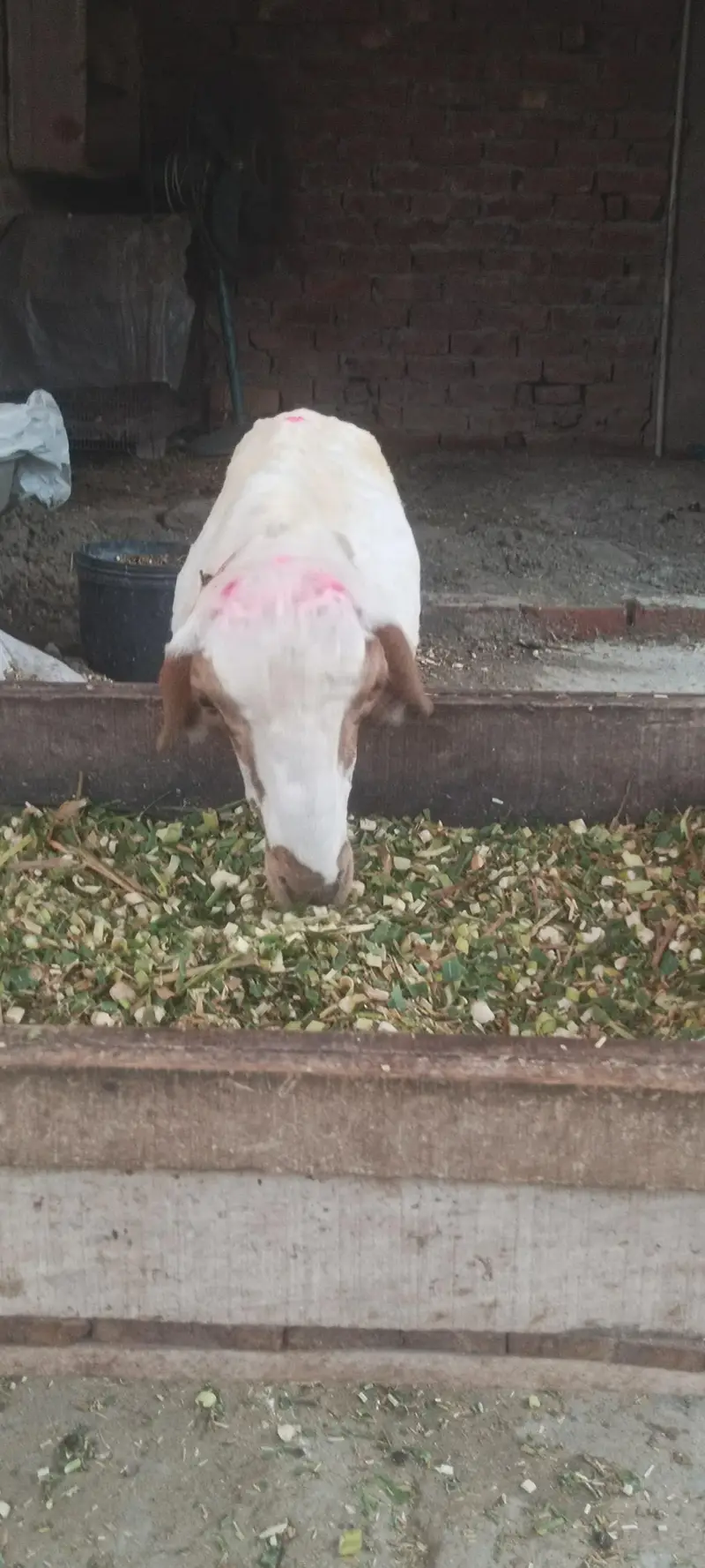 Chatra — photo 2