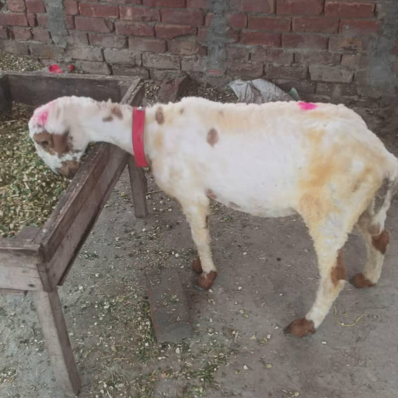 Chatra 2