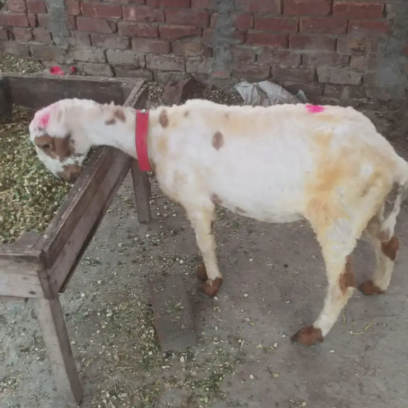 Chatra — photo 3