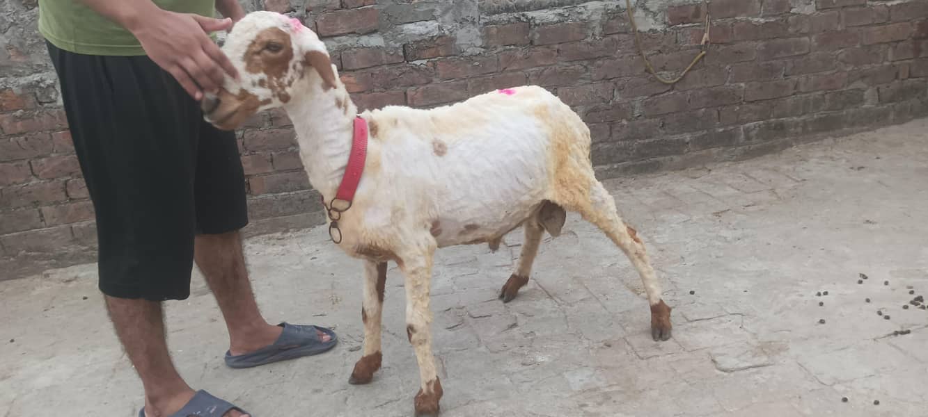 Chatra 4