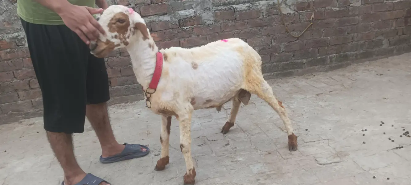 Chatra — photo 5