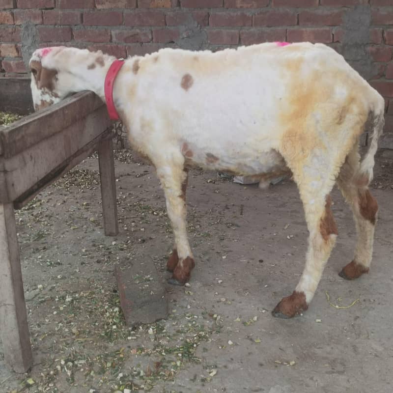 Chatra 5