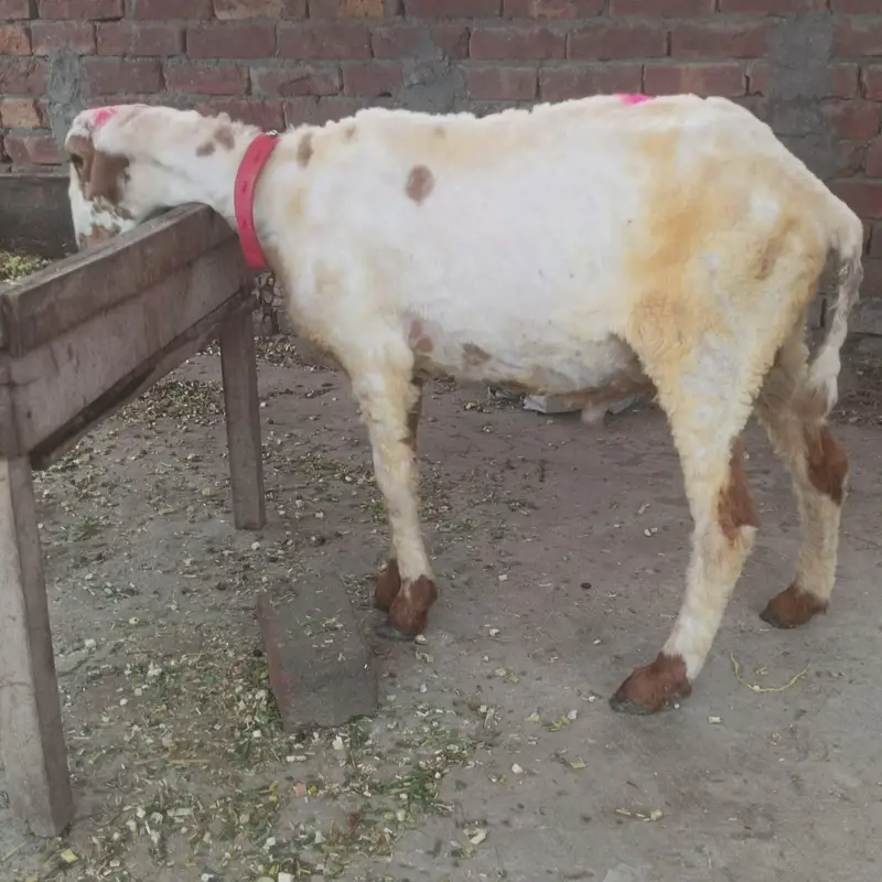 Chatra — photo 6