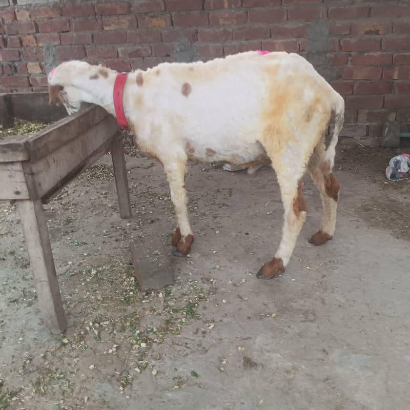 Chatra 6