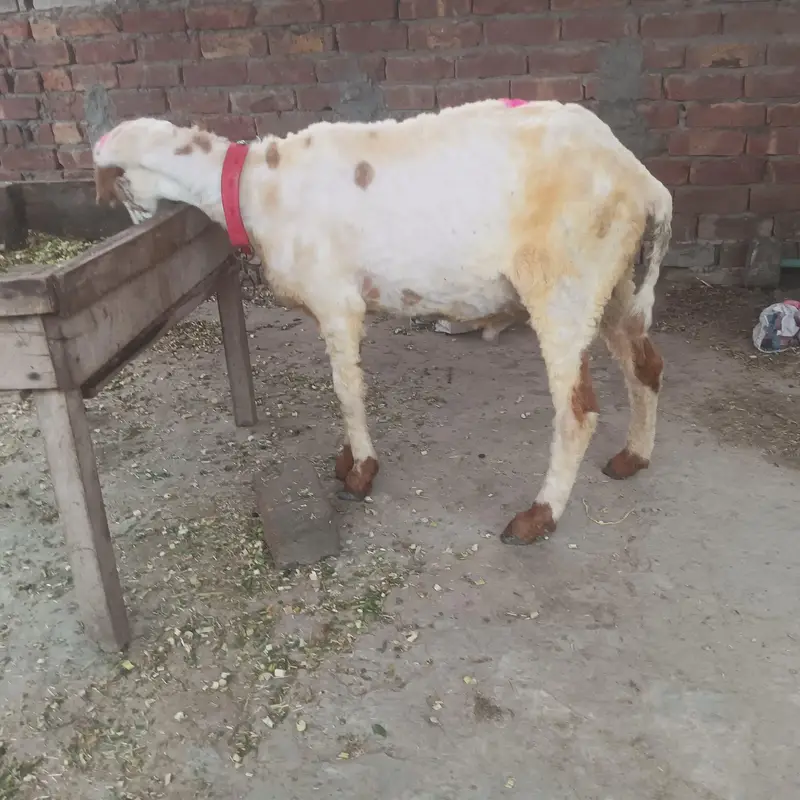 Chatra — photo 7
