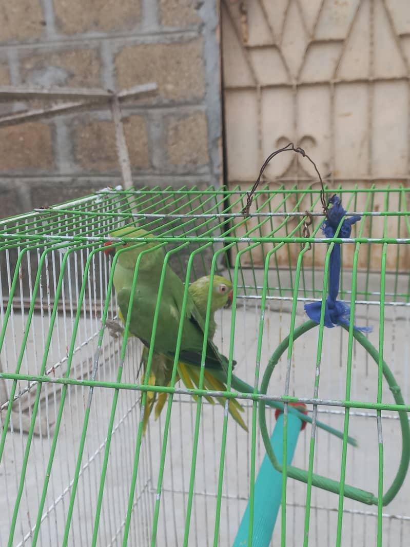 Green ringneck pair 1