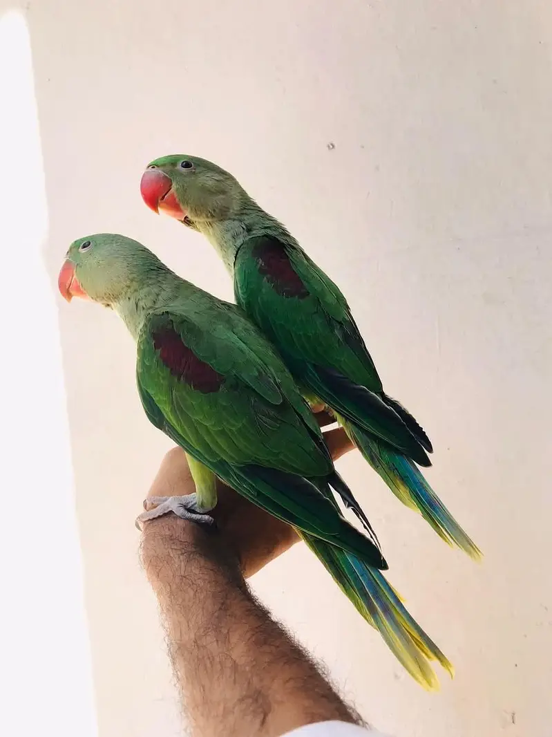 raw parrot — photo 2