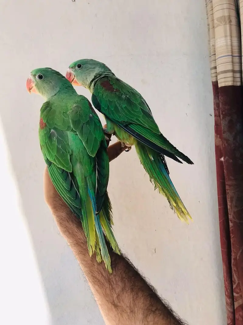 raw parrot — photo 3