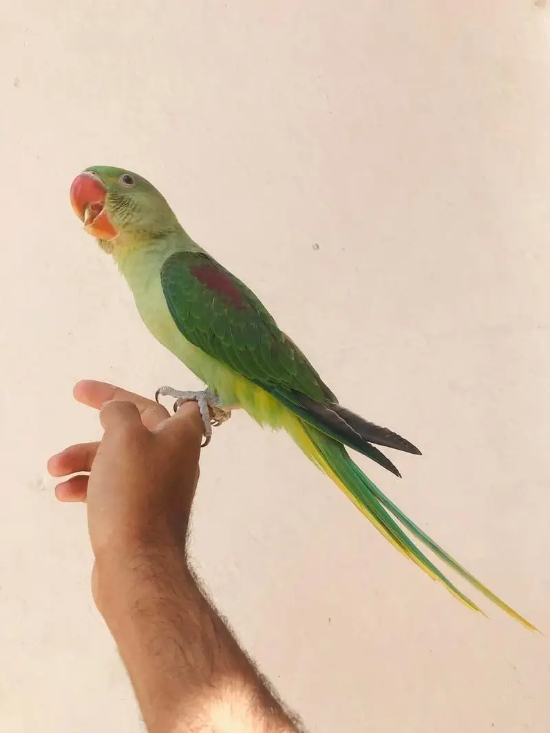 raw parrot — photo 4