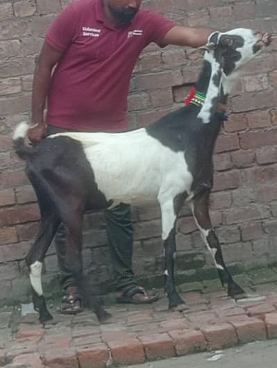 nagra confram gaban phat sale