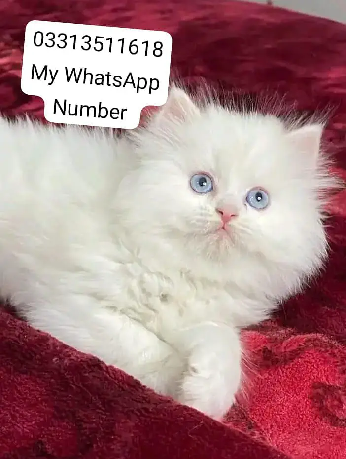 person kittens for sale — photo 2