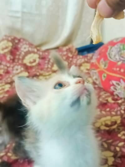 Persian Pairs Sale Urgently
