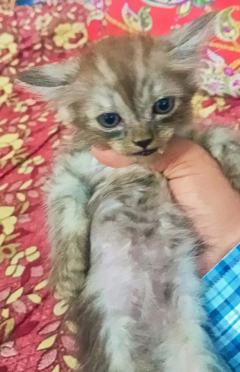 Persian Pairs Sale Urgently — photo 2