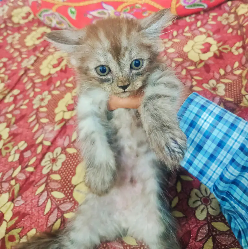 Persian Pairs Sale Urgently — photo 3