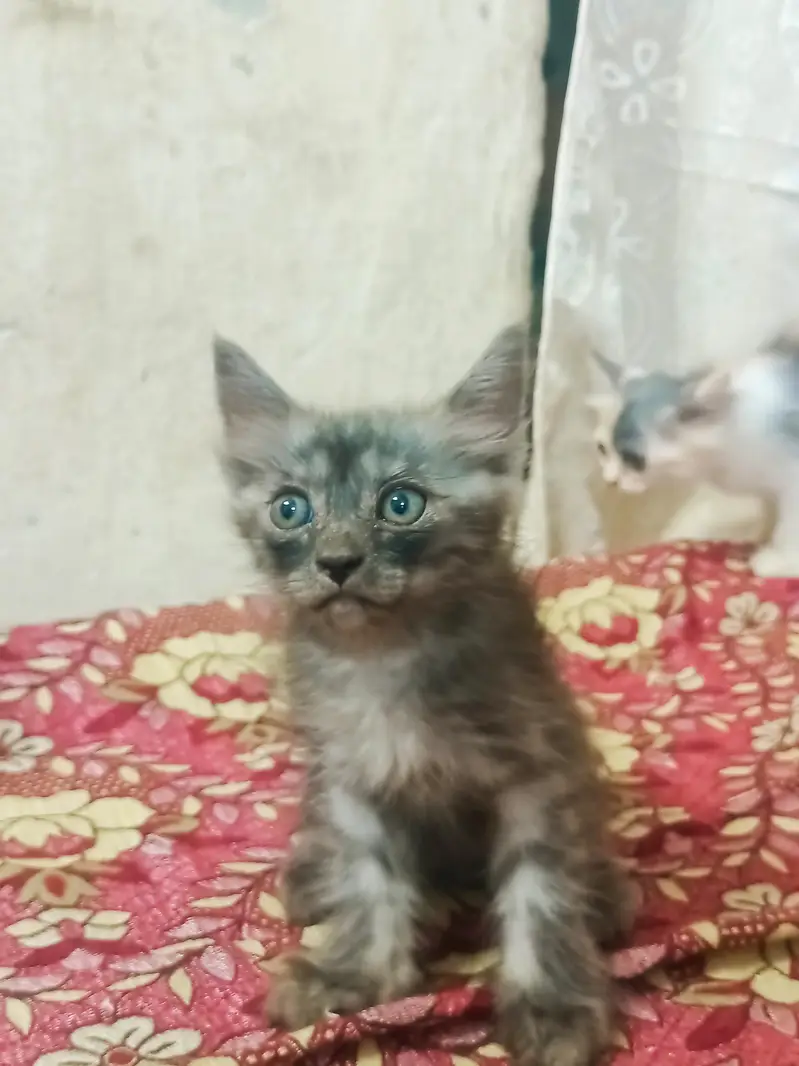 Persian Pairs Sale Urgently — photo 4