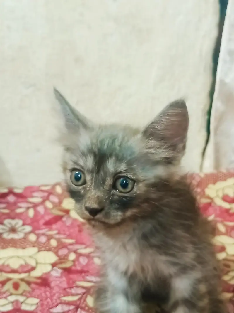 Persian Pairs Sale Urgently — photo 5
