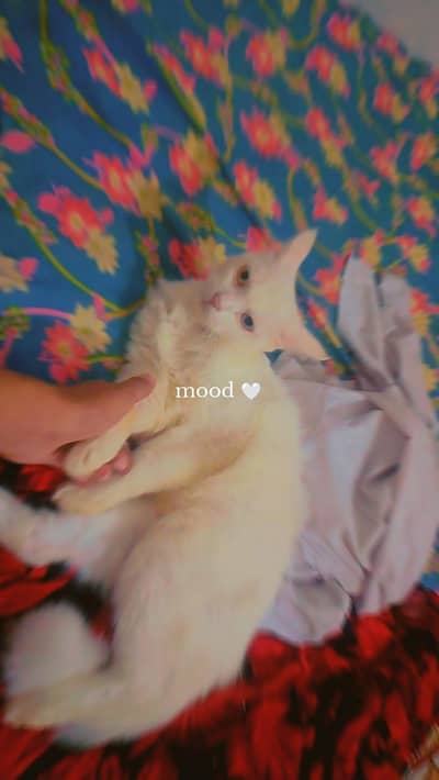Persian cat for sale with odd  eyes