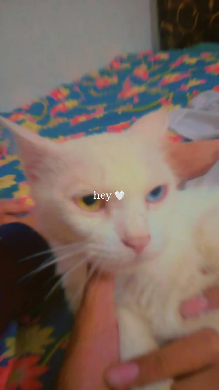 Persian cat for sale with odd  eyes — photo 4