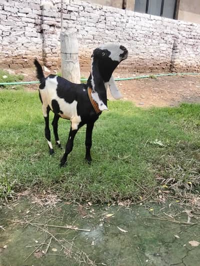 amratsari Bakri  |  Goat  | bakra  | chatra 0300-0091606
