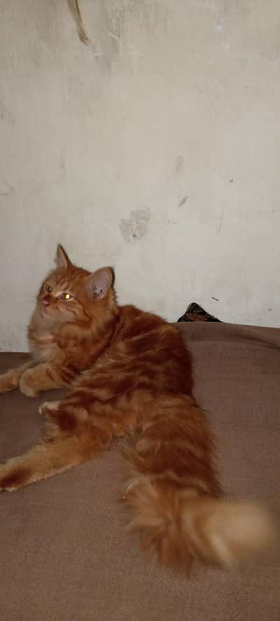 BROWN PERSIAN CAT