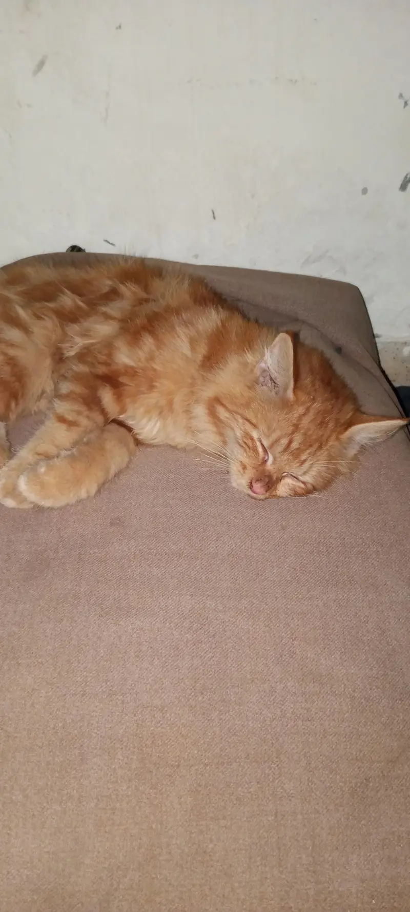 BROWN PERSIAN CAT — photo 2