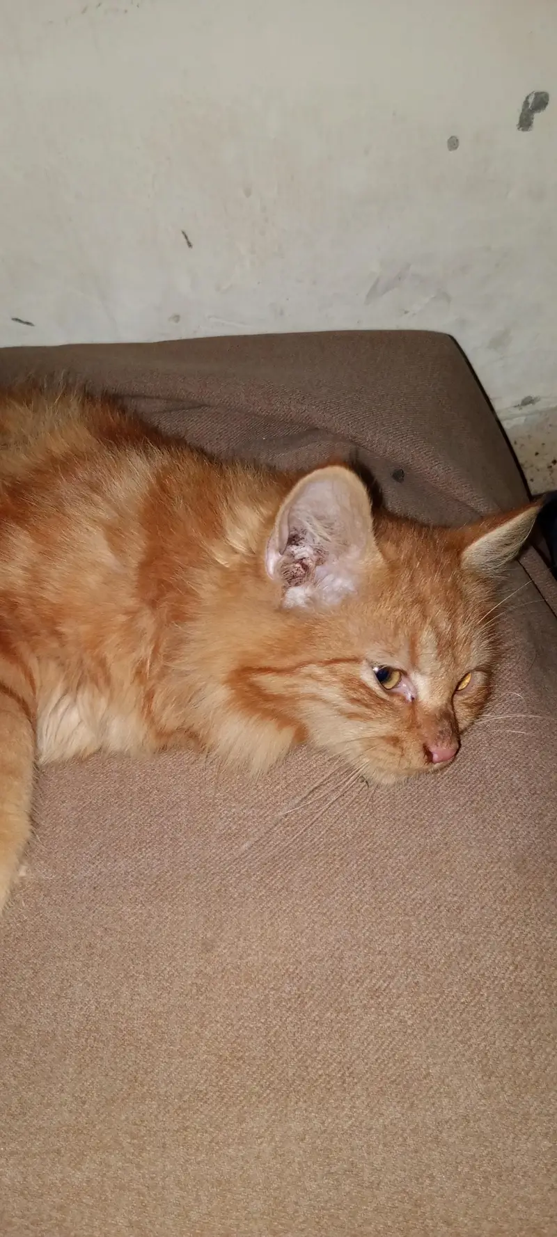 BROWN PERSIAN CAT — photo 3