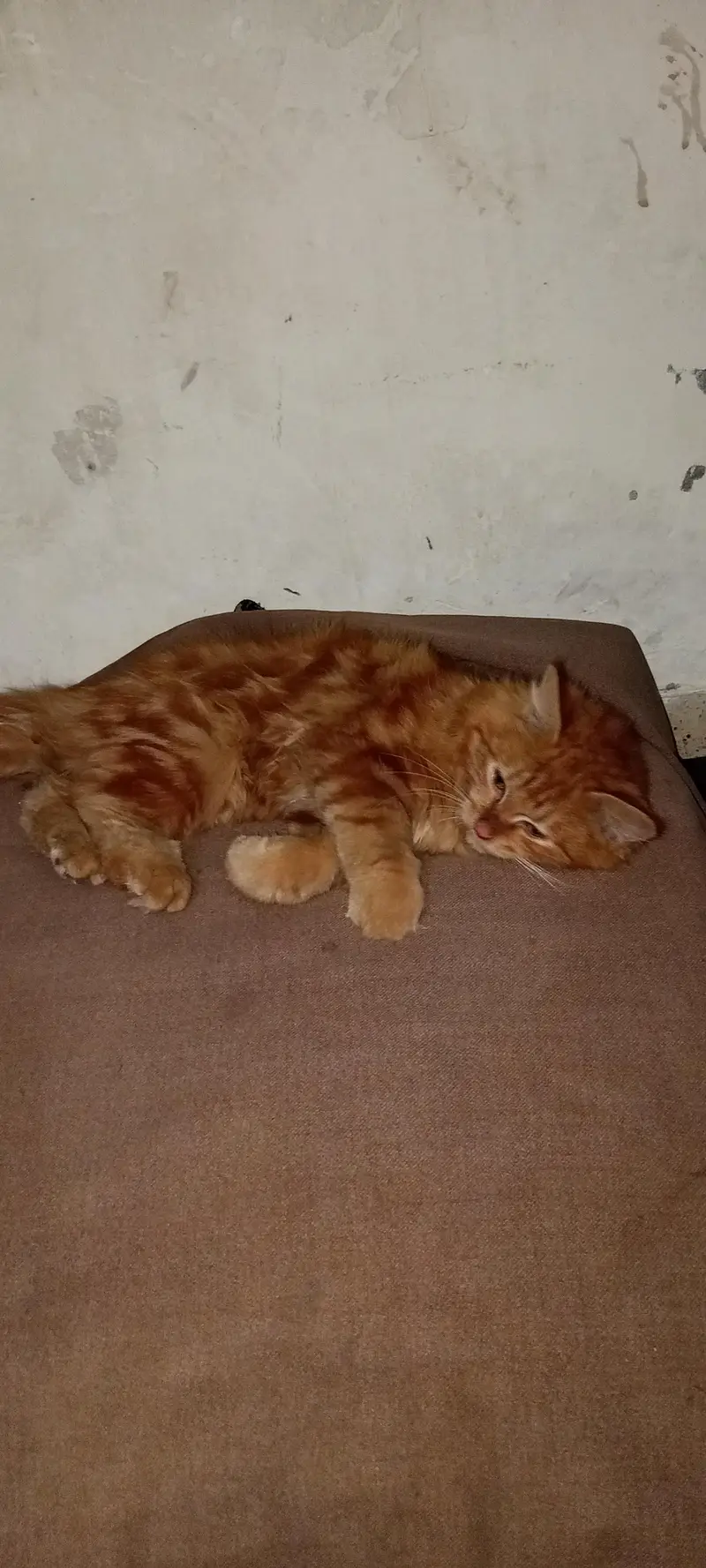 BROWN PERSIAN CAT — photo 4