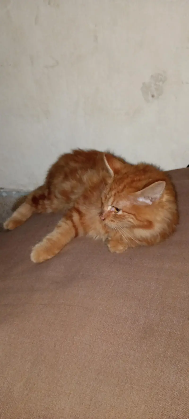 BROWN PERSIAN CAT — photo 5