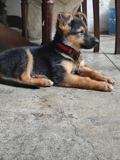 GERMAN SHEPHERD PUPPY