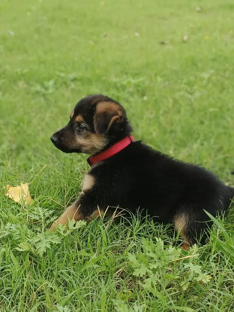 GERMAN SHEPHERD PUPPY — photo 2