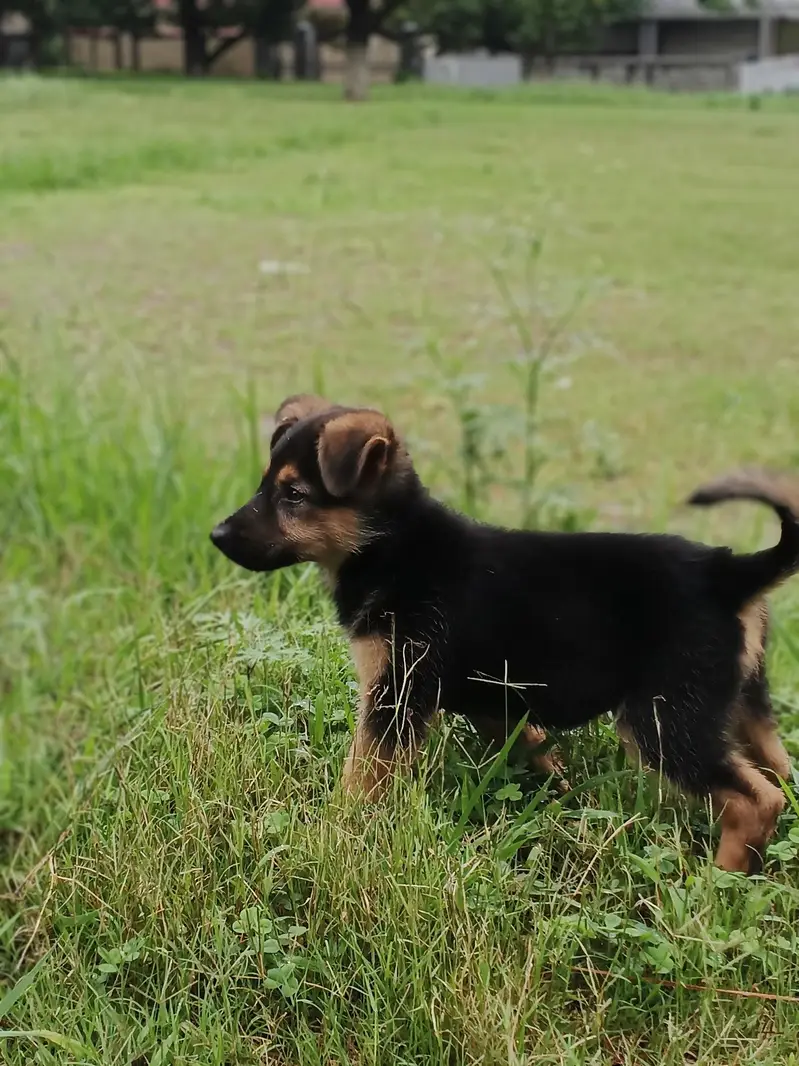 GERMAN SHEPHERD PUPPY — photo 3