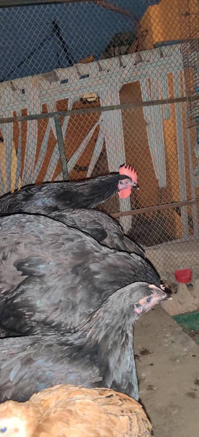 pure australop breed murgiyan
