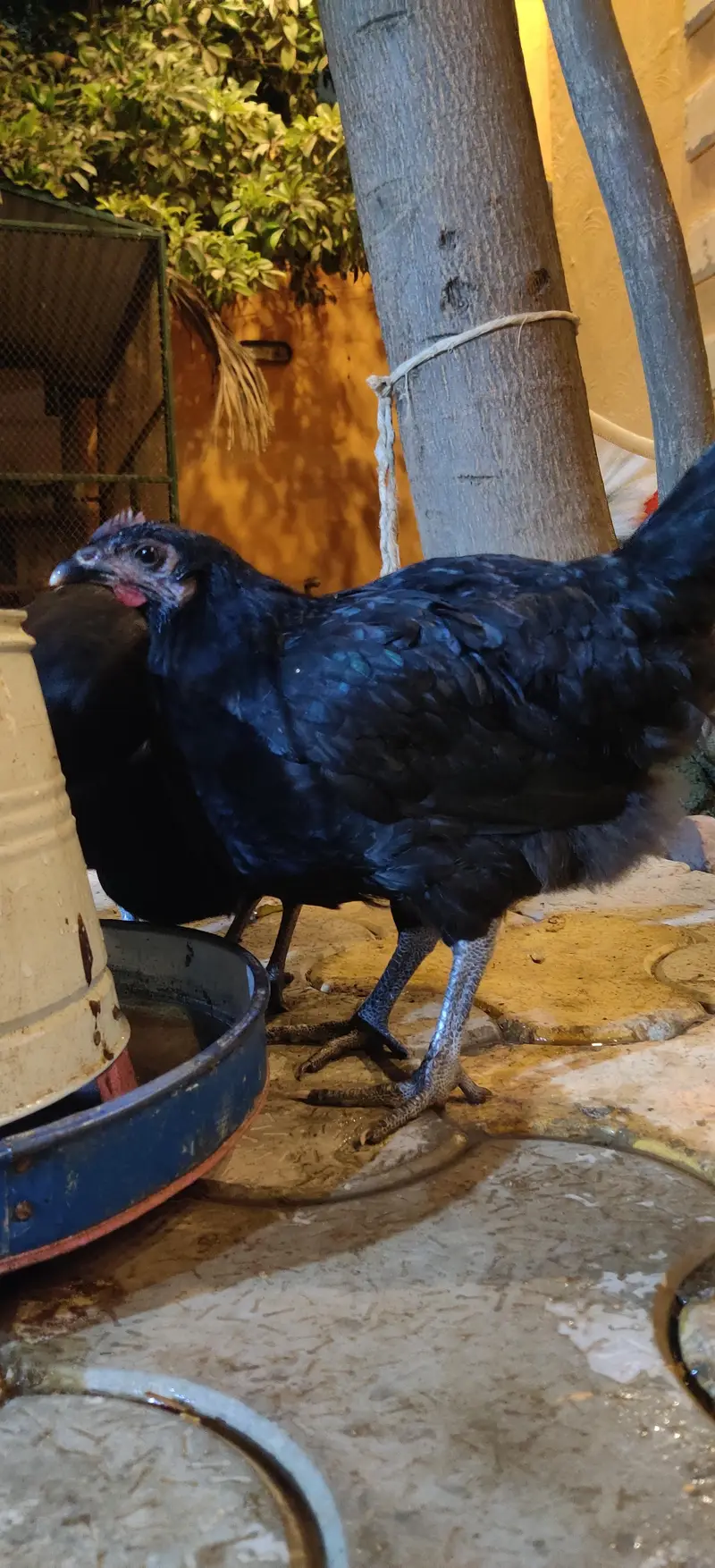 pure australop breed murgiyan — photo 2