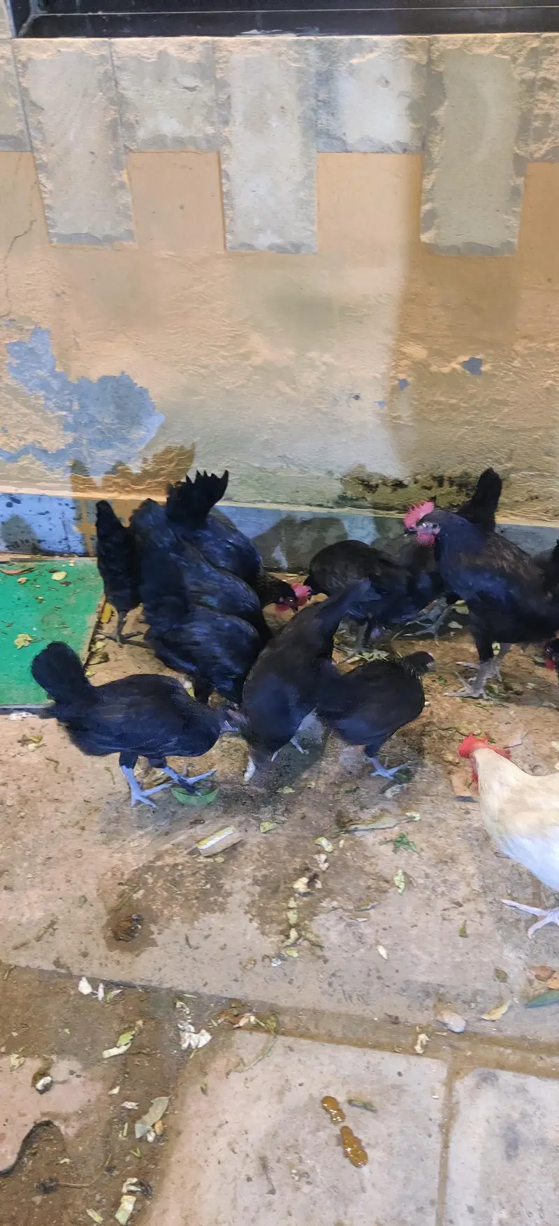 pure australop breed murgiyan — photo 3