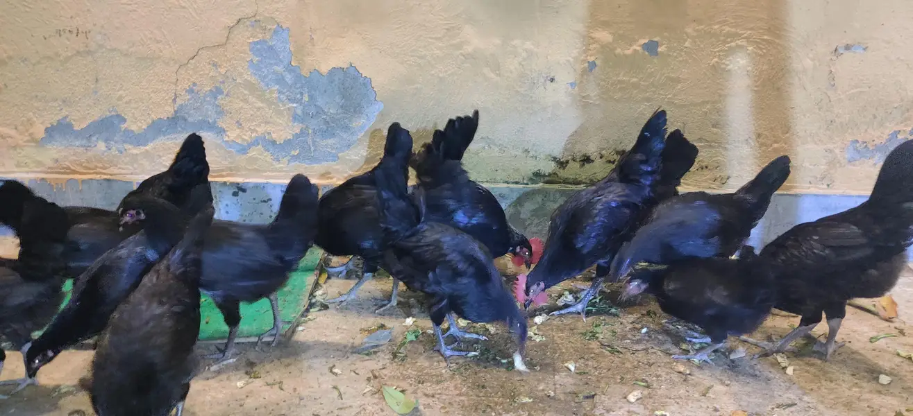 pure australop breed murgiyan — photo 5